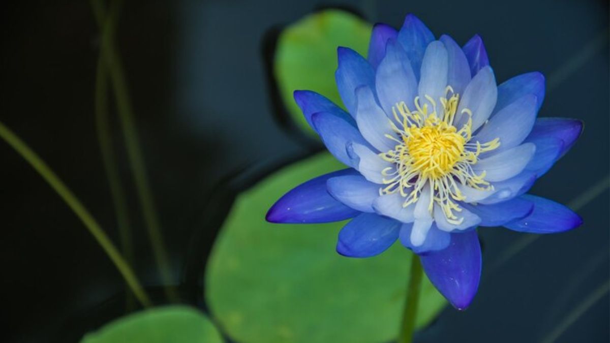 Blue Lotus: Unveiling Nature's Hidden Gem