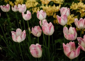 tulipanes