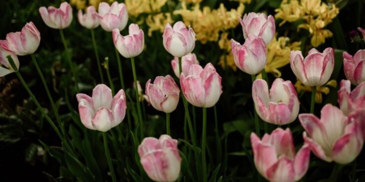 tulipanes