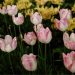 tulipanes
