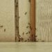 Ants