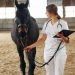 Horse Insurance