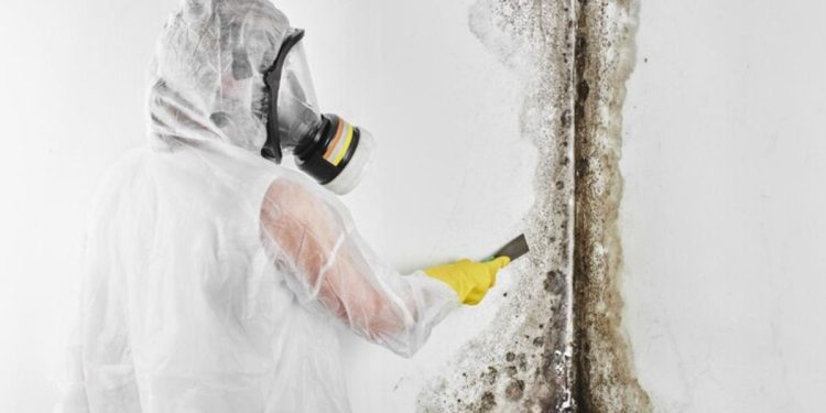 Mold Remediation