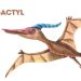 teradactyl