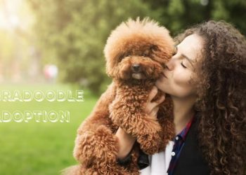 labradoodle adoption