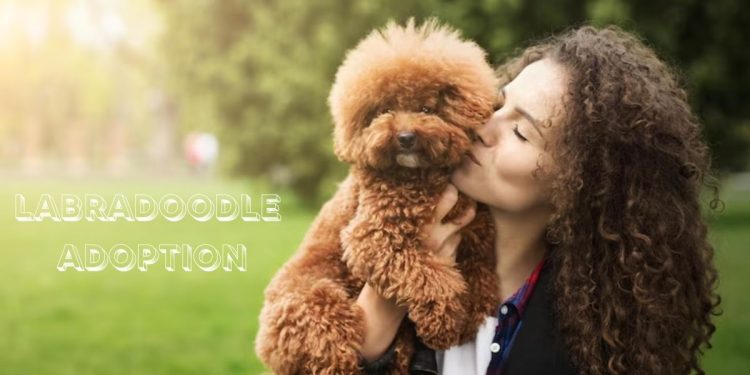 labradoodle adoption