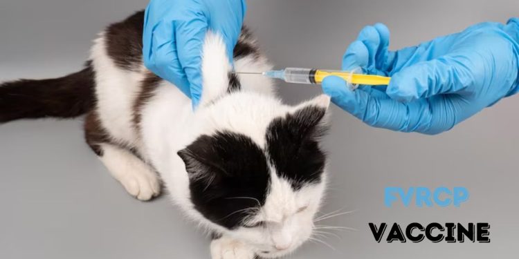 fvrcp vaccine