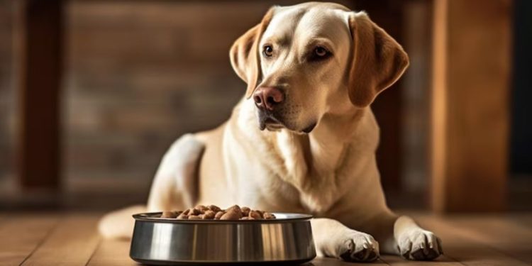 diamond naturals dog food