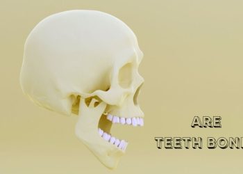 are teeth bones