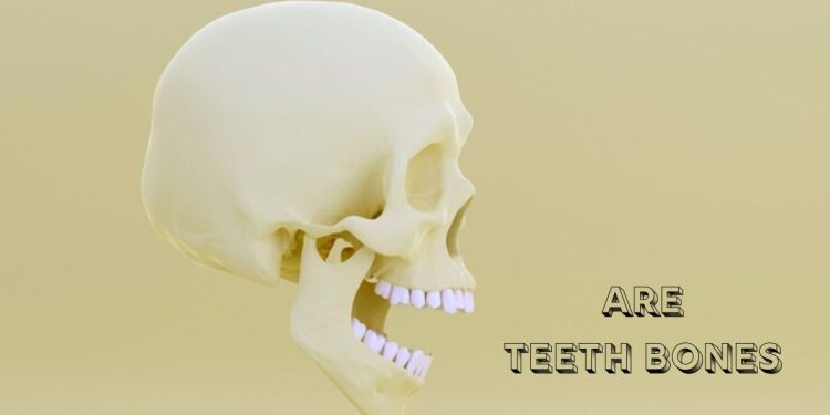are teeth bones