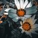 gerberas