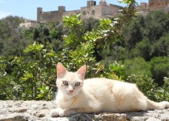 cats of spain