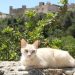 cats of spain