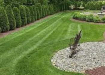 Grass Seeding Techniques