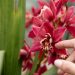 red orchids