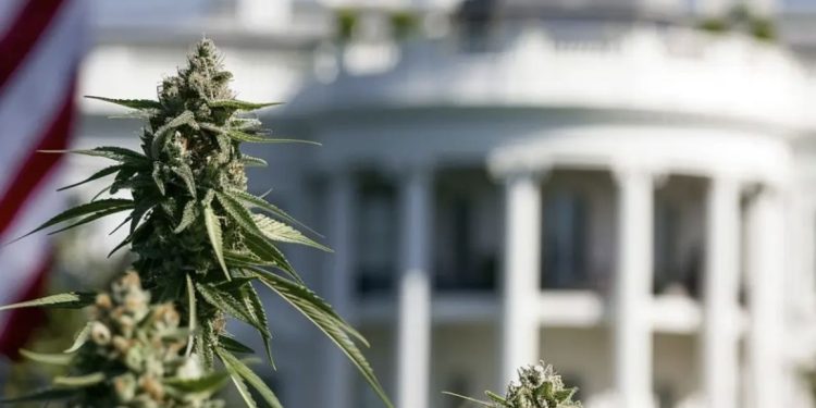 Cannabis Rescheduling