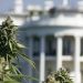 Cannabis Rescheduling
