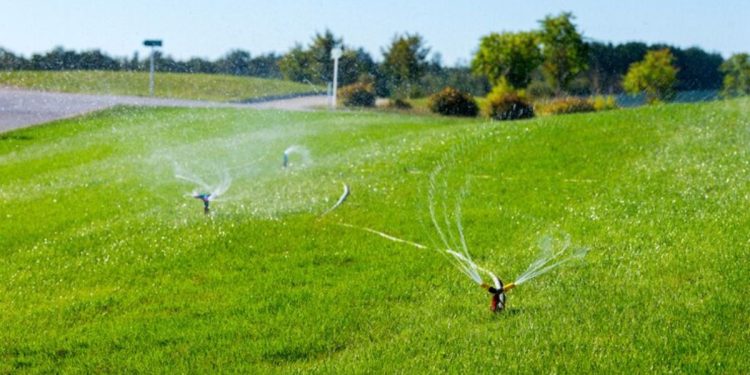 Water-Savvy Landscaping