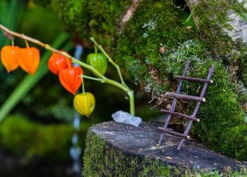 Conchun Naranjillo San Martín