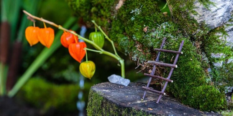 Conchun Naranjillo San Martín