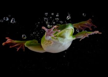 Bullfrog Barba Oliva