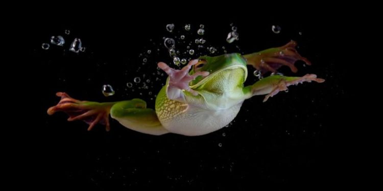 Bullfrog Barba Oliva