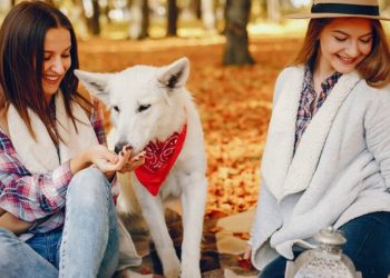 Cherokee Wolf Pup Electric 2024 17Foot