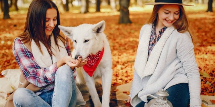 Cherokee Wolf Pup Electric 2024 17Foot