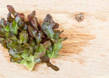 Hygrophila Polysperma Puntas Negras