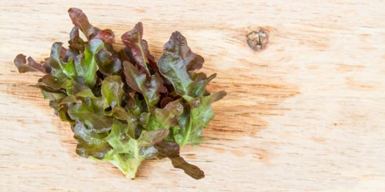 Hygrophila Polysperma Puntas Negras