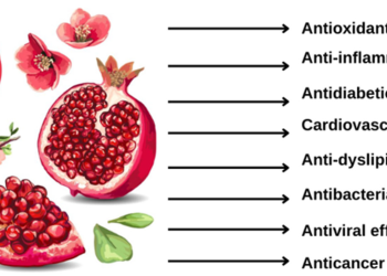 žižole: The Forgotten Superfruit with Powerful Health Benefits