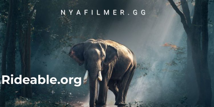 The Evolution of nyafilmer gg: From Launch to Popularity in Online Cinema